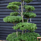 Ilex Crenata Blondie| Japanese Holly Cloud Tree - Bonsai - 200cm - 14 Clouds - 230lt