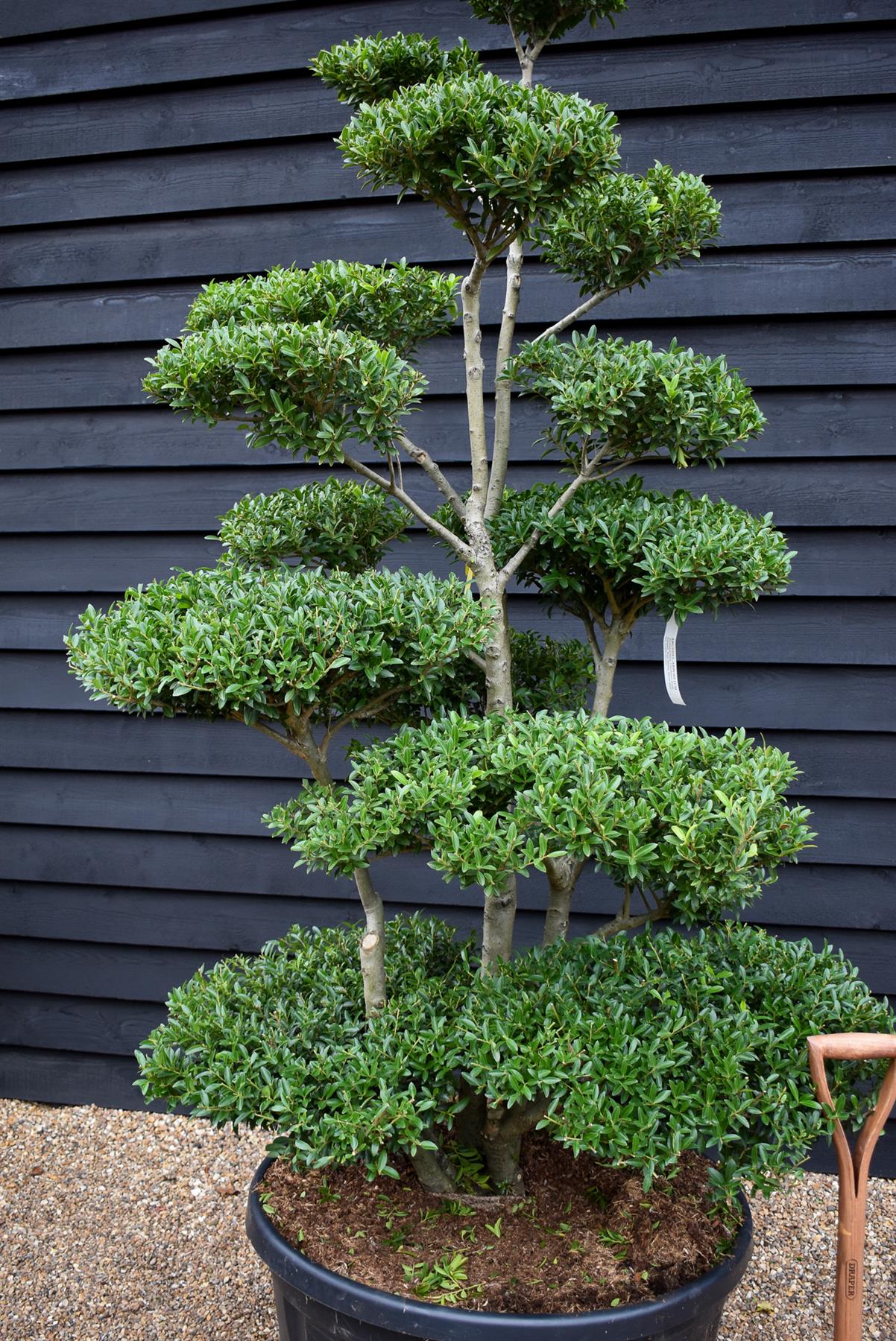 Ilex Crenata Blondie| Japanese Holly Cloud Tree - Bonsai - 200cm - 14 Clouds - 230lt