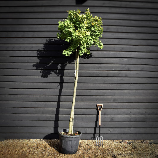 Ginkgo biloba Mariken | Maidenhair tree 'Mariken' - Girth 12-14cm - Height 250-350cm, 55lt