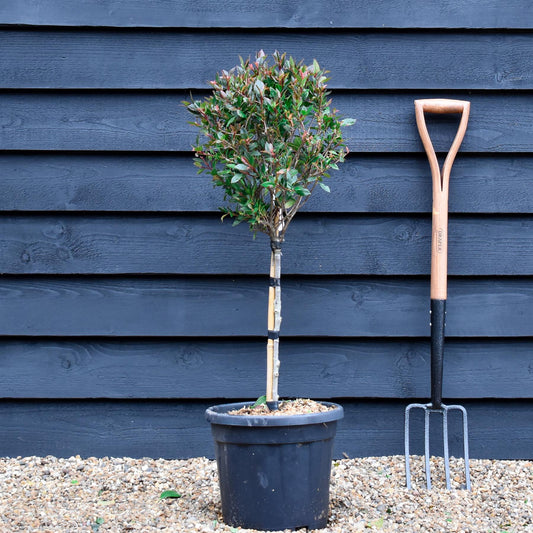 Photinia Chico | Christmas Berry ‘Chico’ - Clear Stem 40cm - 70-100cm - 15lt