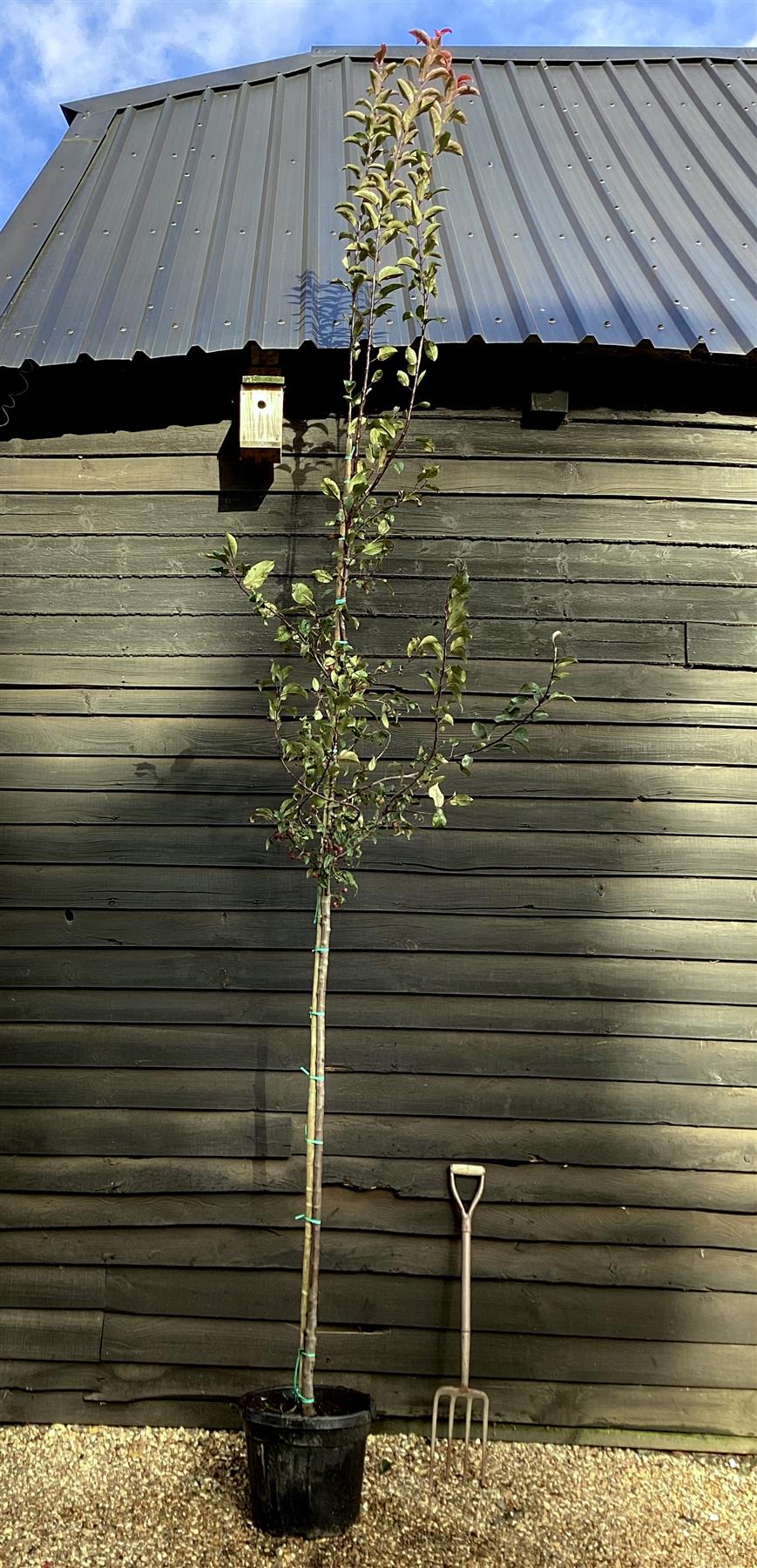 Malus Floribunda 'Coccinella' | Japanese Crab Apple - Girth 6-8cm - Height 320-460cm - 35lt