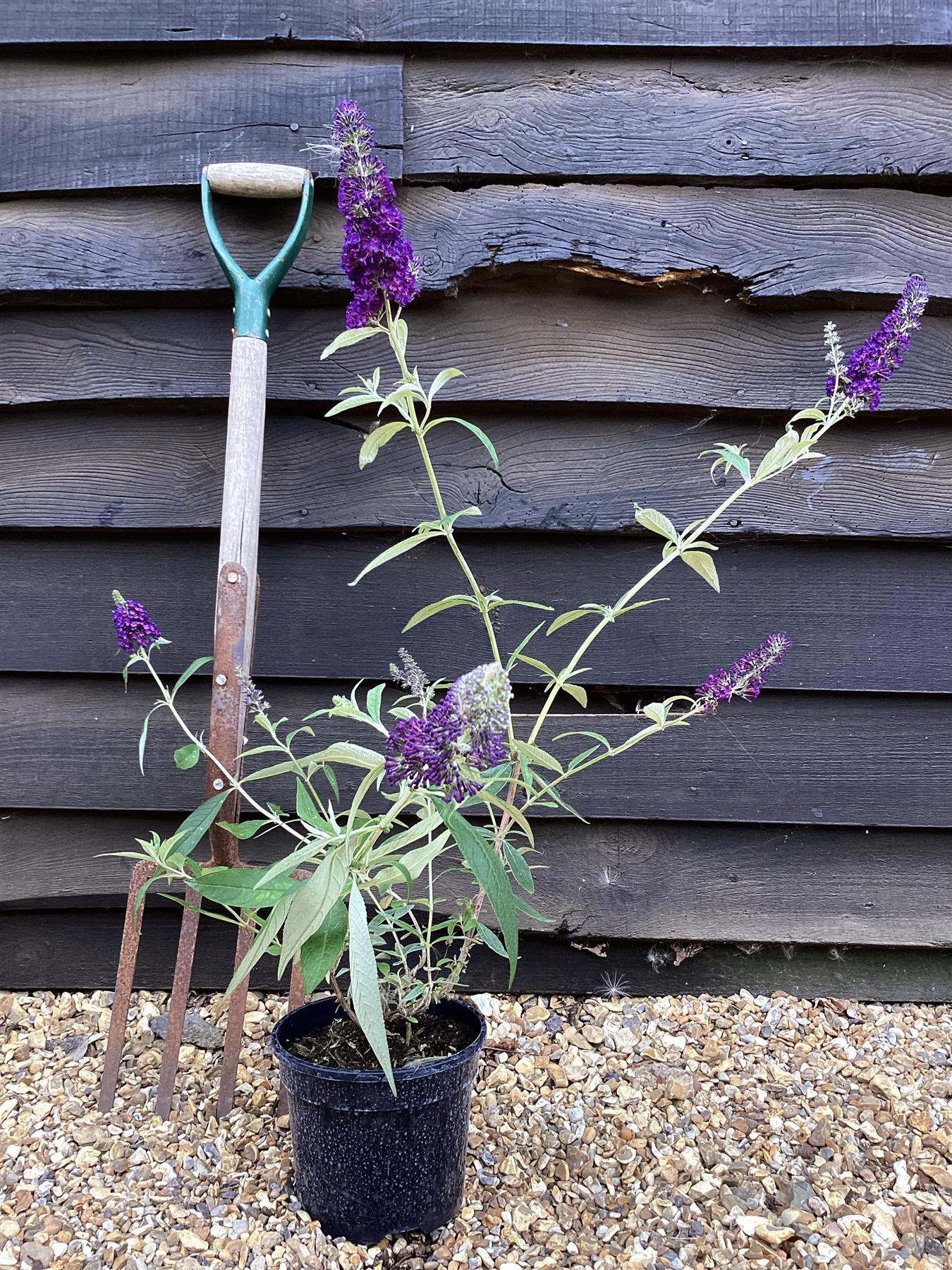 Buddleja Black Knight - 30/40cm, 2lt