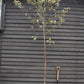 Malus Neville Copeman | Purple Crab Apple Tree, Clear Stem - Standard -  Girth 10-12cm - Height 360-380cm - 70lt