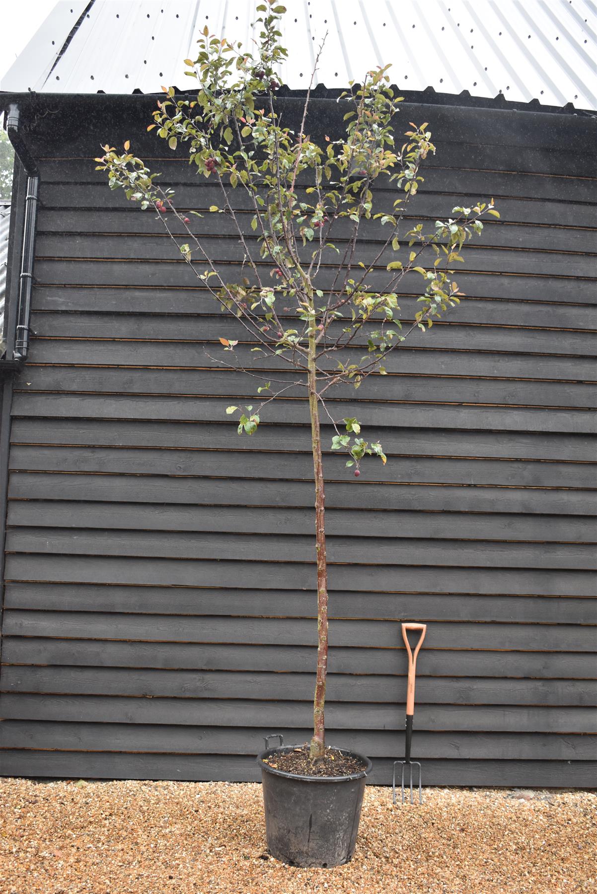 Malus Neville Copeman | Purple Crab Apple Tree, Clear Stem - Standard -  Girth 10-12cm - Height 360-380cm - 70lt