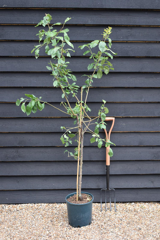 Plum Victoria on Myrobalan - Prunus Domestica - 150-170cm - 12lt| Prunus Domestica - 150-160cm - 12lt