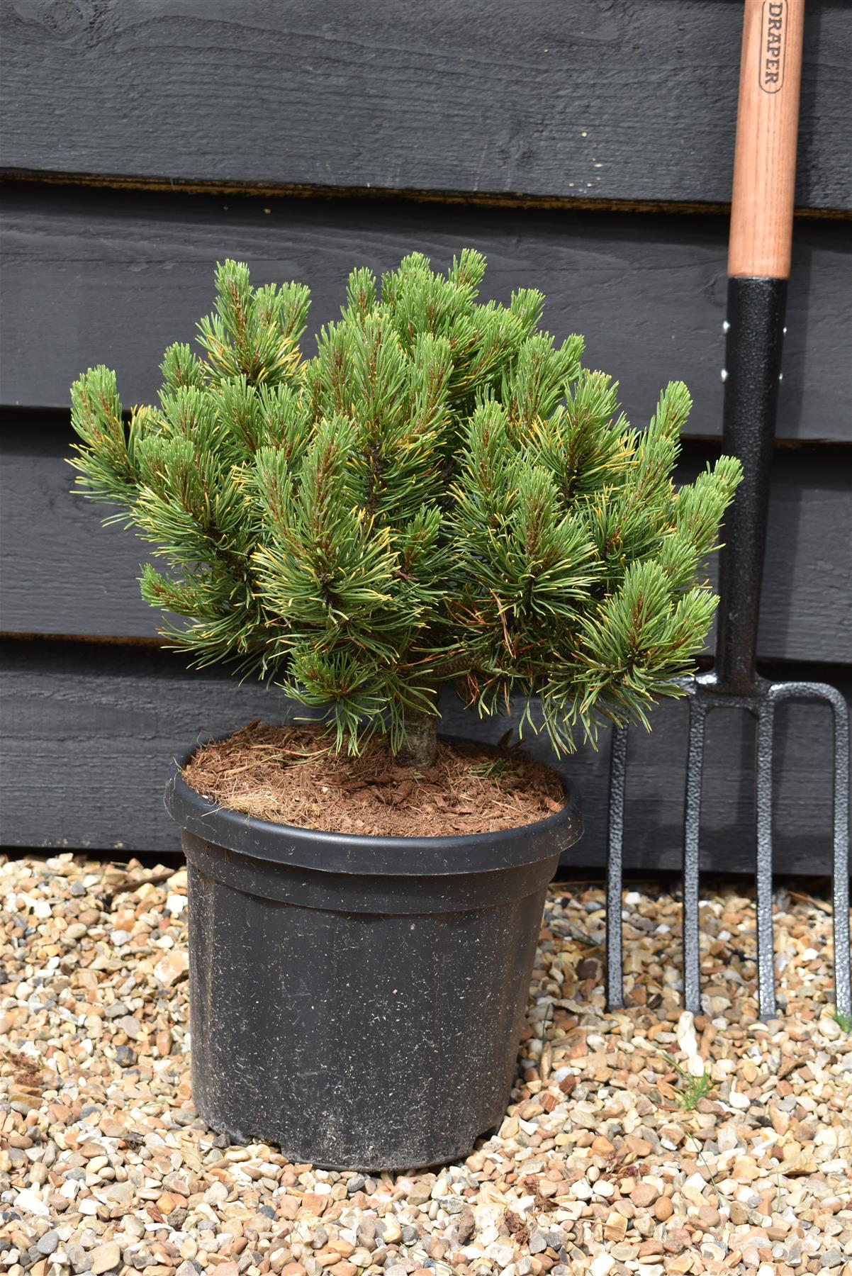 Pinus mugo 'Wintergold' | Golden mountain pine - Height 20-30cm - Width 20cm - 6lt