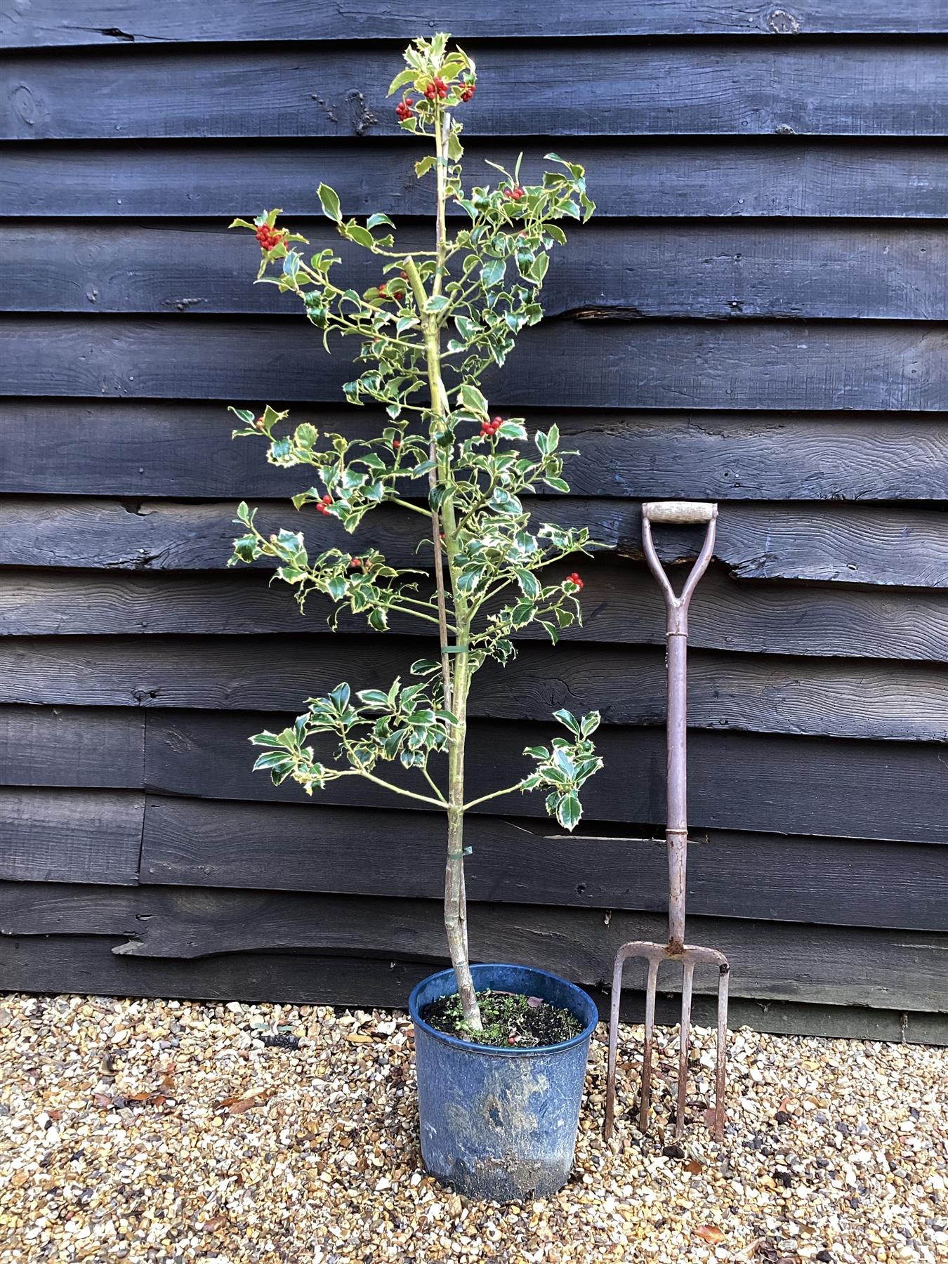 Ilex Aquifolium 'Argentea Marginata' | Silver-Margined Holly - 140-180cm, 10lt