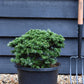 Abies koreana 'Brilliant' | Korean fir 'Brilliant' - Height 20cm - Width 35-40cm - 12lt