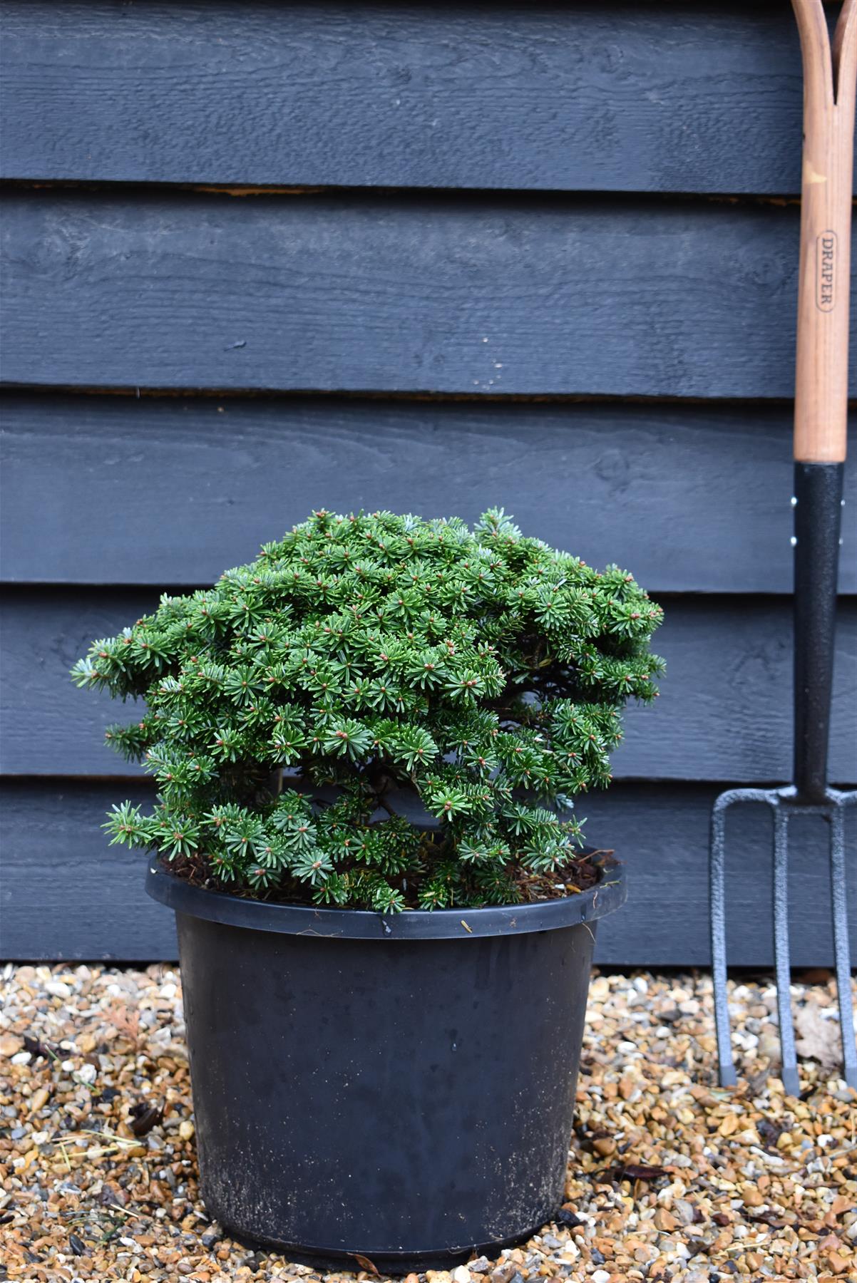 Abies koreana 'Brilliant' | Korean fir 'Brilliant' - Height 20cm - Width 35-40cm - 12lt