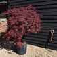 Acer palmatum 'Crimson Queen' | Weeping Japanese Maple - 70lt