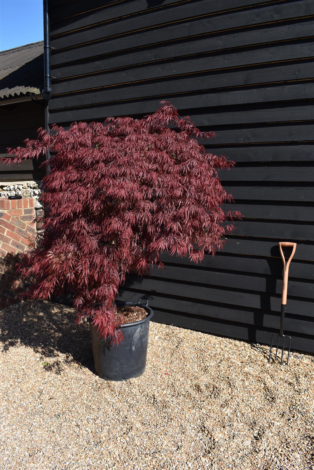 Acer palmatum 'Crimson Queen' | Weeping Japanese Maple - 70lt