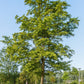 European Hornbeam | Carpinus betulus - Height 250-300cm - 70lt