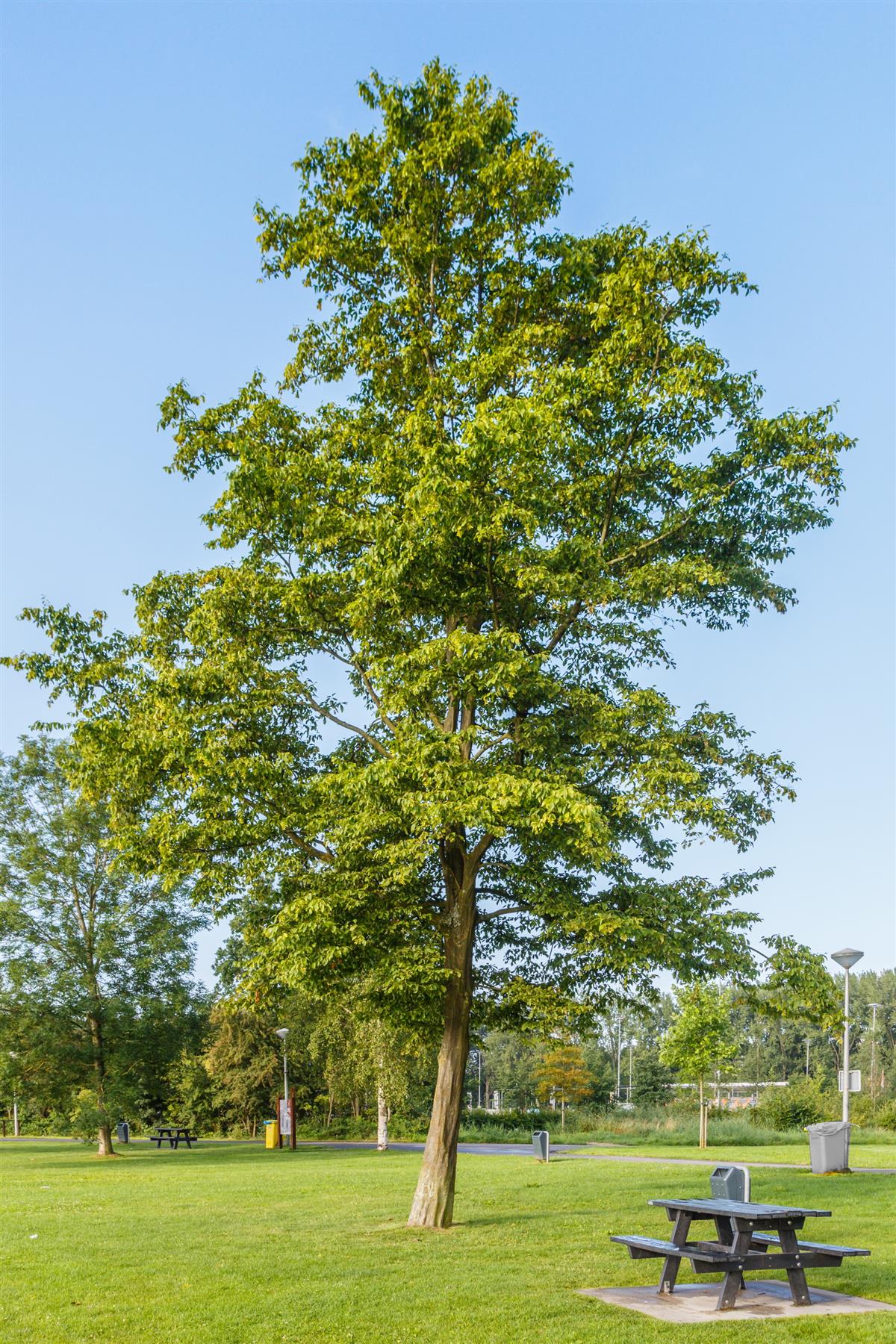 European Hornbeam | Carpinus betulus - Height 250-300cm - 70lt