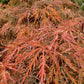 Laceleaf Japanese maple | Acer palmatum Dissectum - Height 50-75cm - 4lt