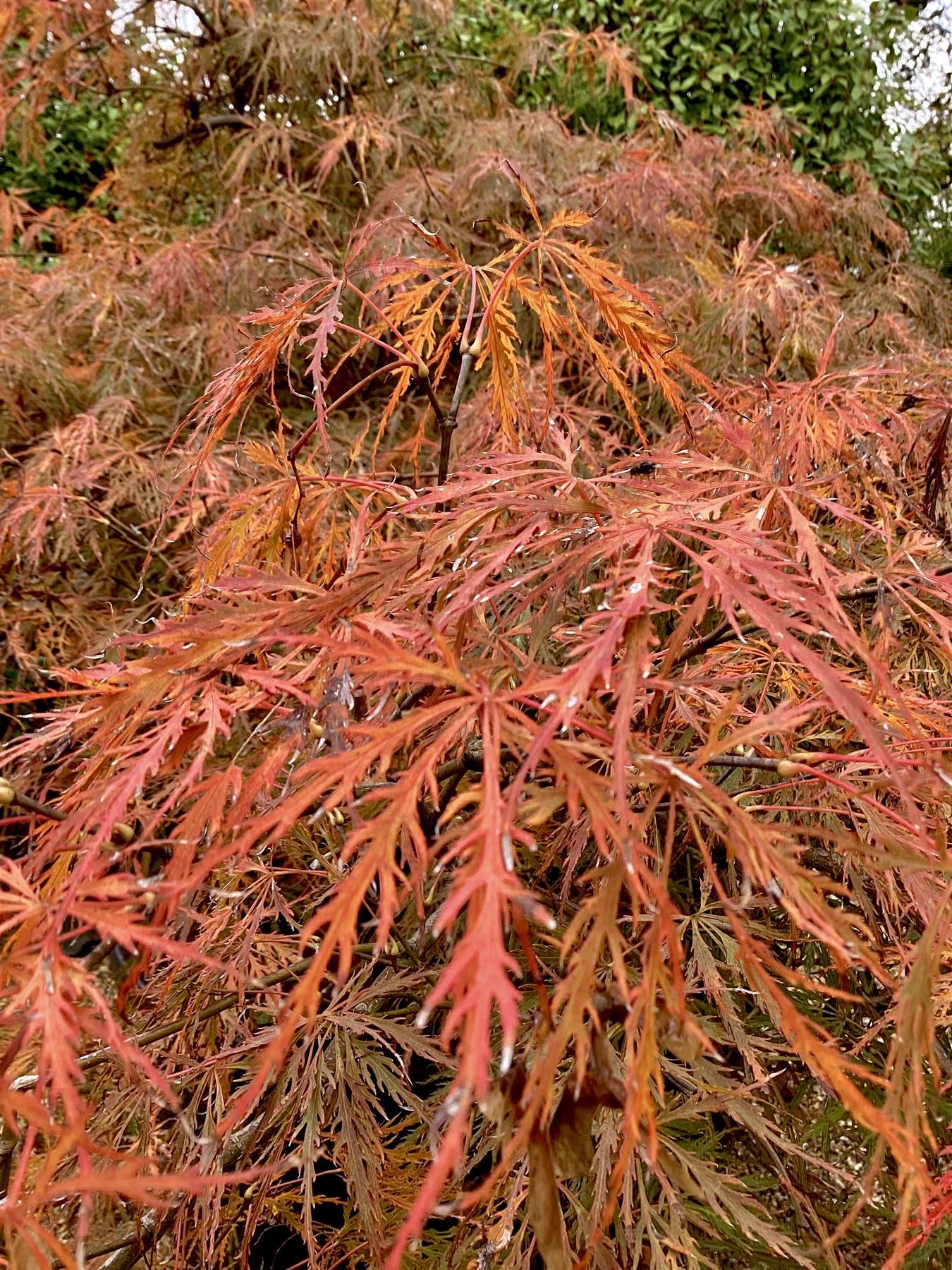 Laceleaf Japanese maple | Acer palmatum Dissectum - Height 50-75cm - 4lt