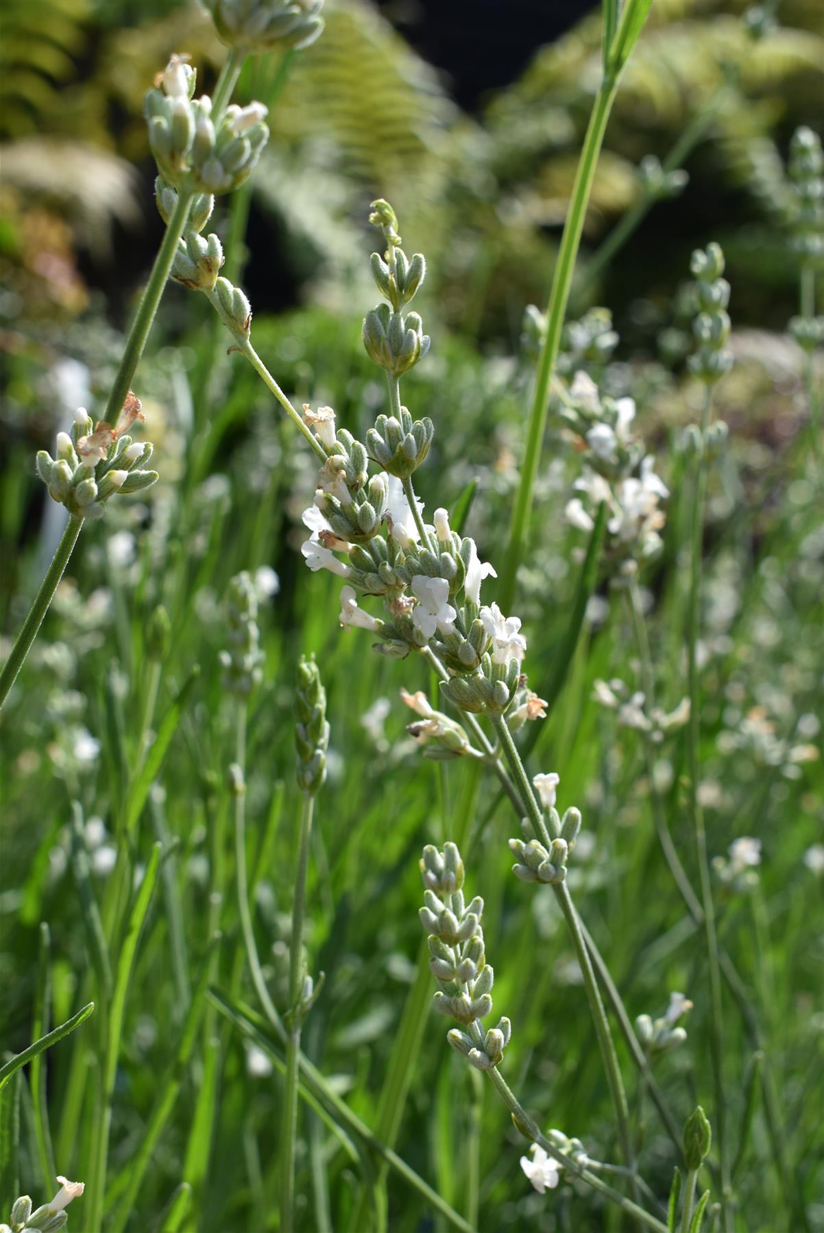 Lavandula x intermedia Exceptional - 10-30cm, 2lt