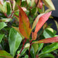 Photinia x fraseri Red Robin | Christmas berry - Small Tree - Half Standard - Height 165-185cm - 18lt