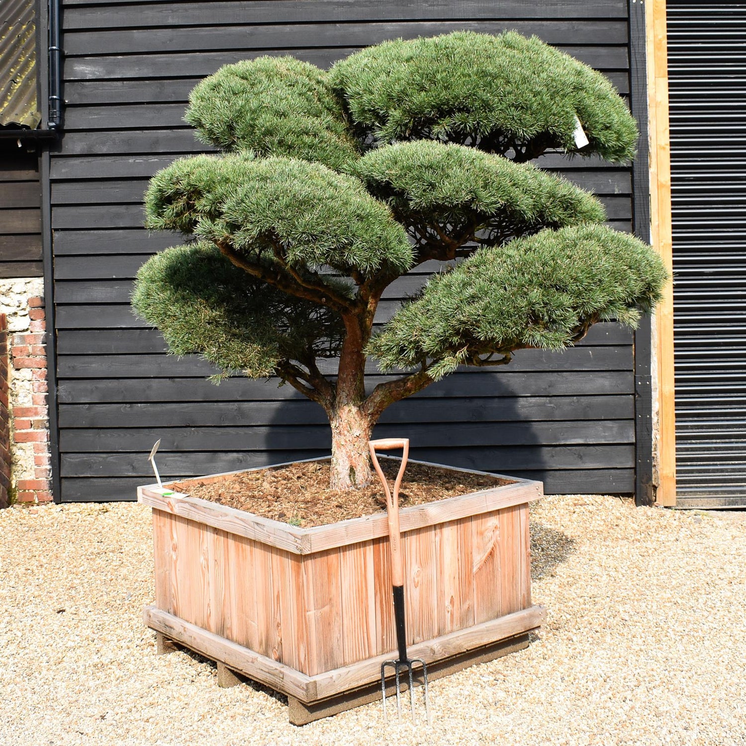 Pinus sylvestris 'Watereri' - Cloud Bonsai - Specimen 2 - Height 190cm - Width 180cm - Wooden Box 115 x 115cm - 800lt