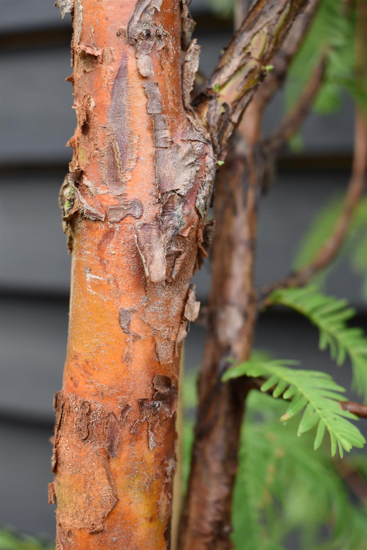 Metasequoia glyptostroboides | Dawn Redwood - Height 270-290cm - 30lt