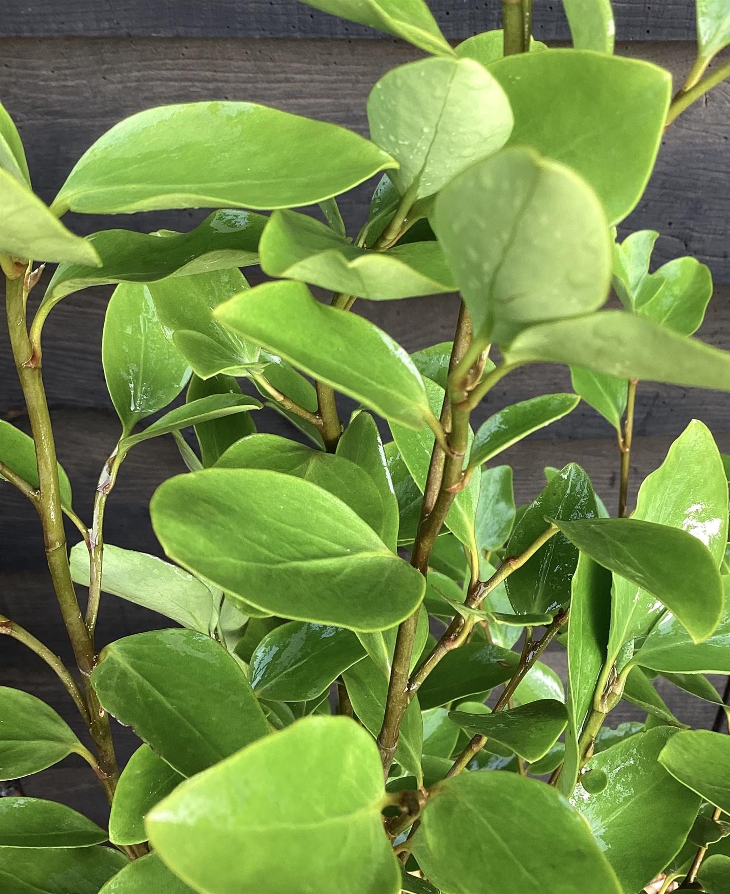 Griselinia littoralis | New Zealand Broadleaf - 80-100cm, 12lt