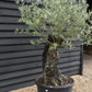 Olive Tree | Olea Europea 1/2 Std Girth 85cm - 210-220cm, 160lt