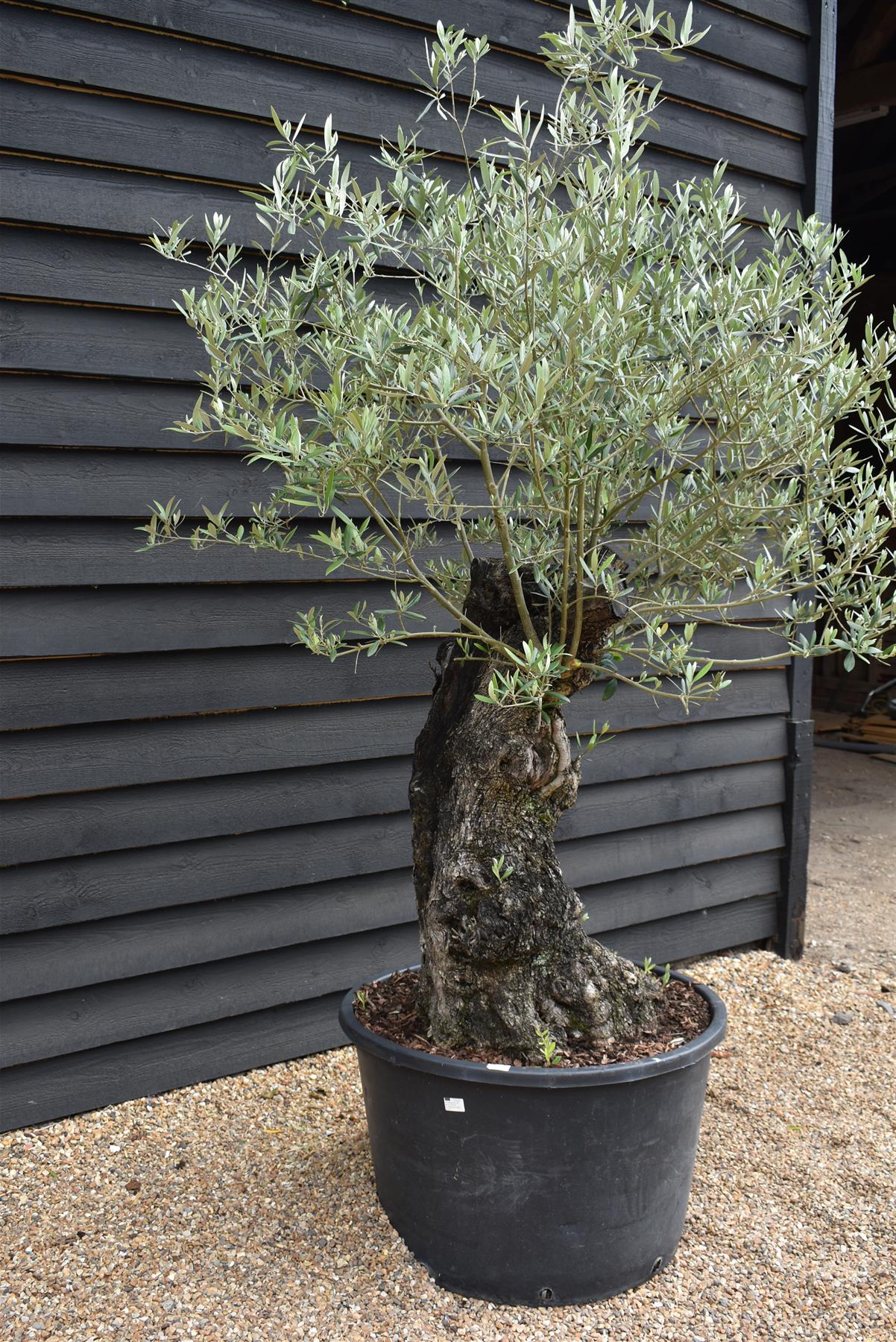 Olive Tree | Olea Europea 1/2 Std Girth 85cm - 210-220cm, 160lt