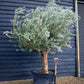 Olive Tree | Olea Europea - Specimen  - Forking branches - Height 250 -300 cm - 280lt