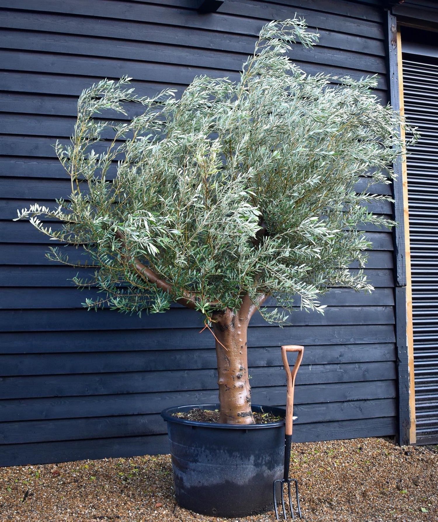 Olive Tree | Olea Europea - Specimen  - Forking branches - Height 250 -300 cm - 280lt