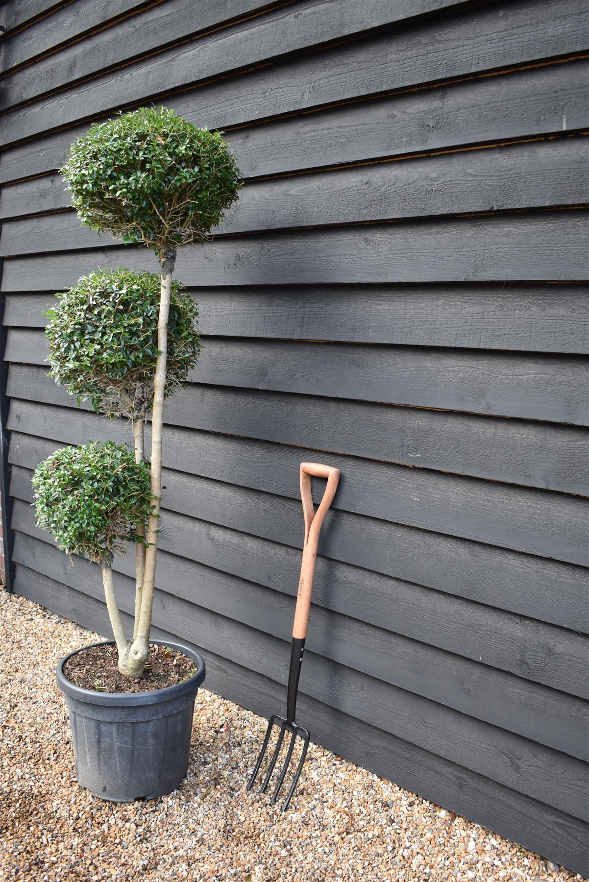 Ligustrum jonandrum | Delavay Privet Topiary Tree Multi Ball - 180-190cm, 35lt