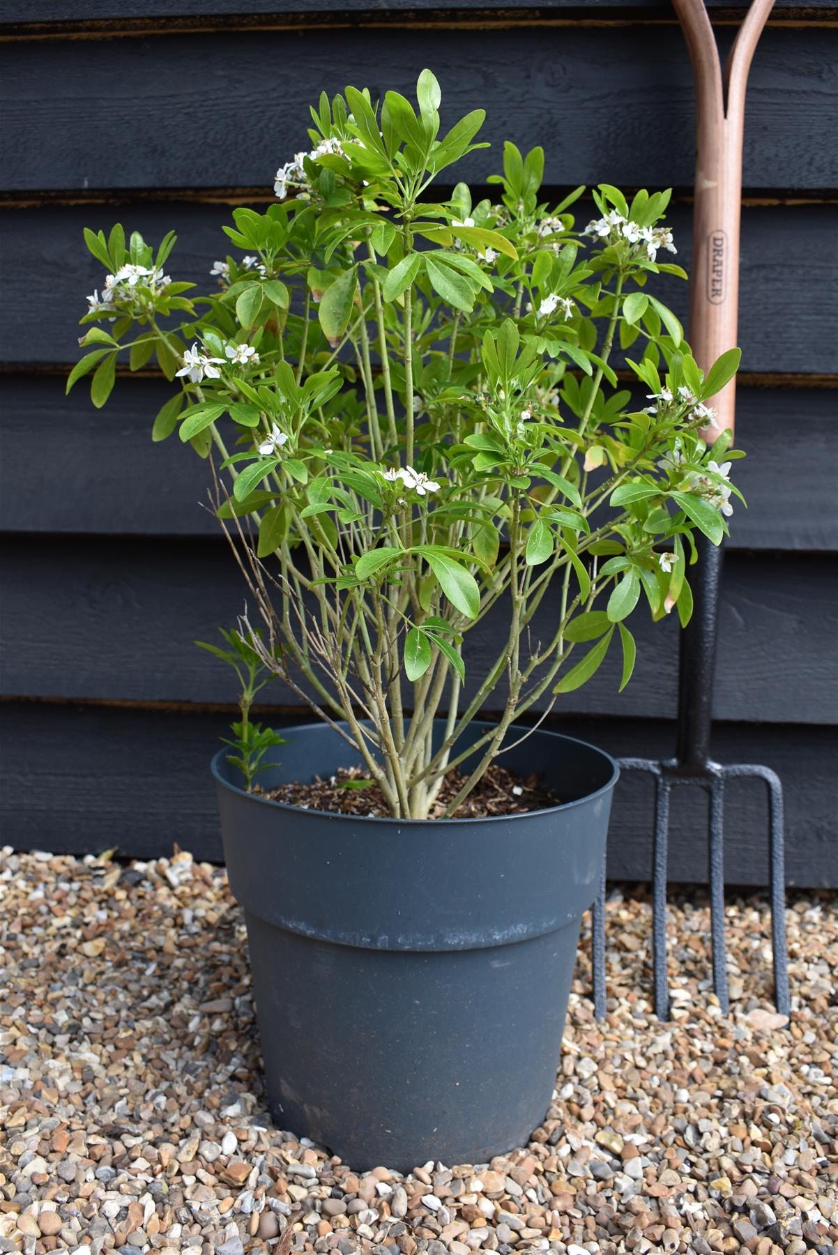 Choisya ternata | Mexican orange blossom - 40-50cm, 10lt