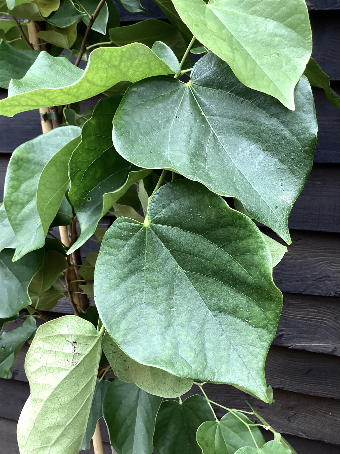 Cercis chinensis Shirobana- Height 180-220cm - Bushy - 10lt