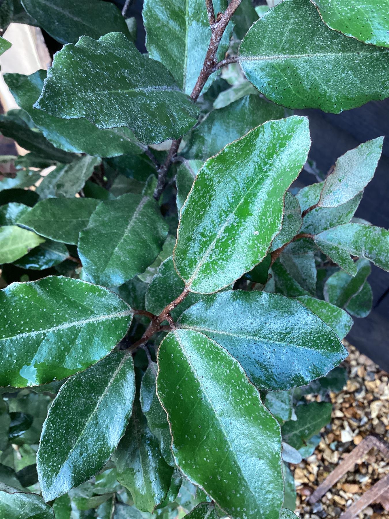 Elaeagnus ebbingei Compacta - 120-130cm - 20lt