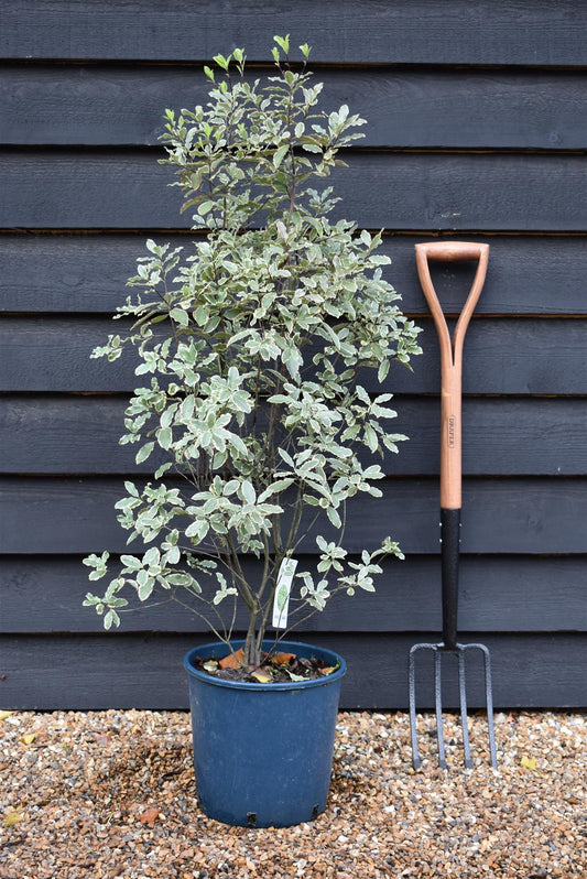 Pittosporum tenuifolium 'Elizabeth' - 100-110cm, 10lt