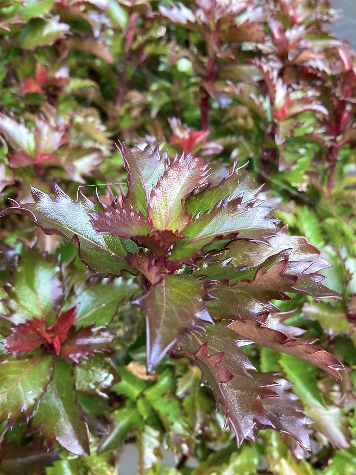 Ilex Little Rascal | Holly ‘Little Rascal’ - Stem - 120-130cm, 15lt