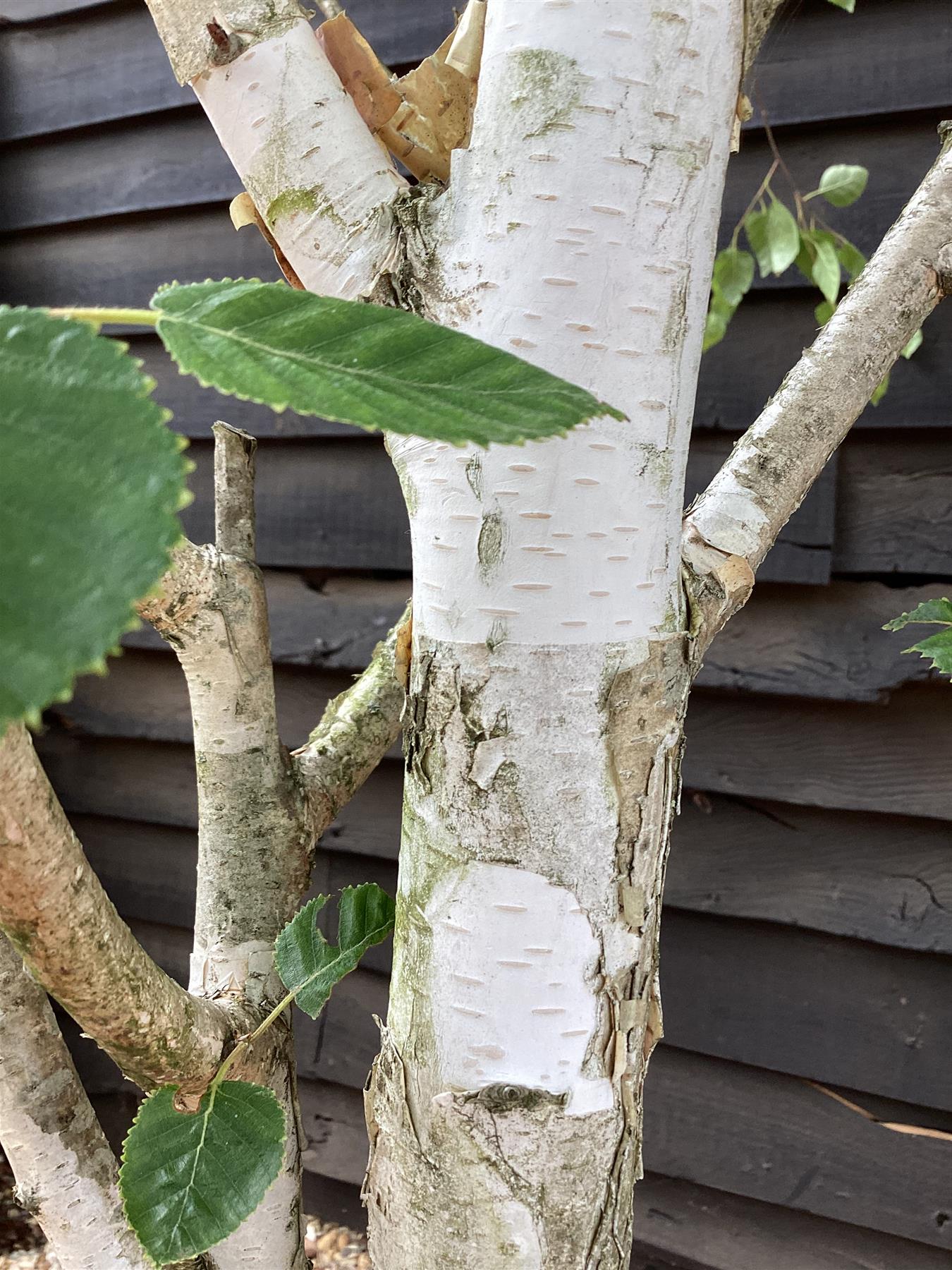 Betula utilis jaquemontii | Kashmir Birch - Parachute - 150-180cm, 130lt