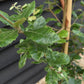 Holm Oak | Evergreen Oak | Quercus ilex - Height 120-140cm -  2-3 years old - Pot Grown - 10lt