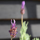 Lavandula stoechas Papillion | French Lavender - 30-60cm, 5lt