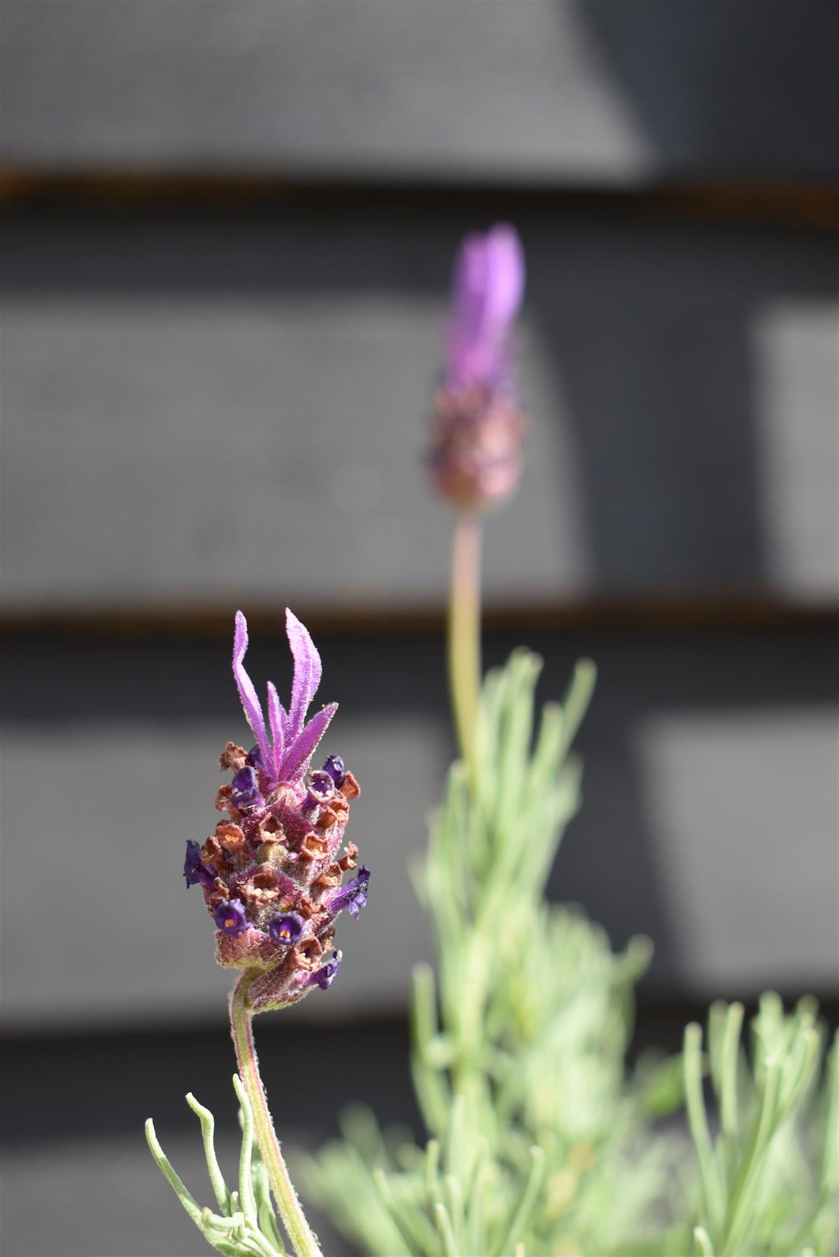 Lavandula stoechas Papillion | French Lavender - 30-60cm, 5lt