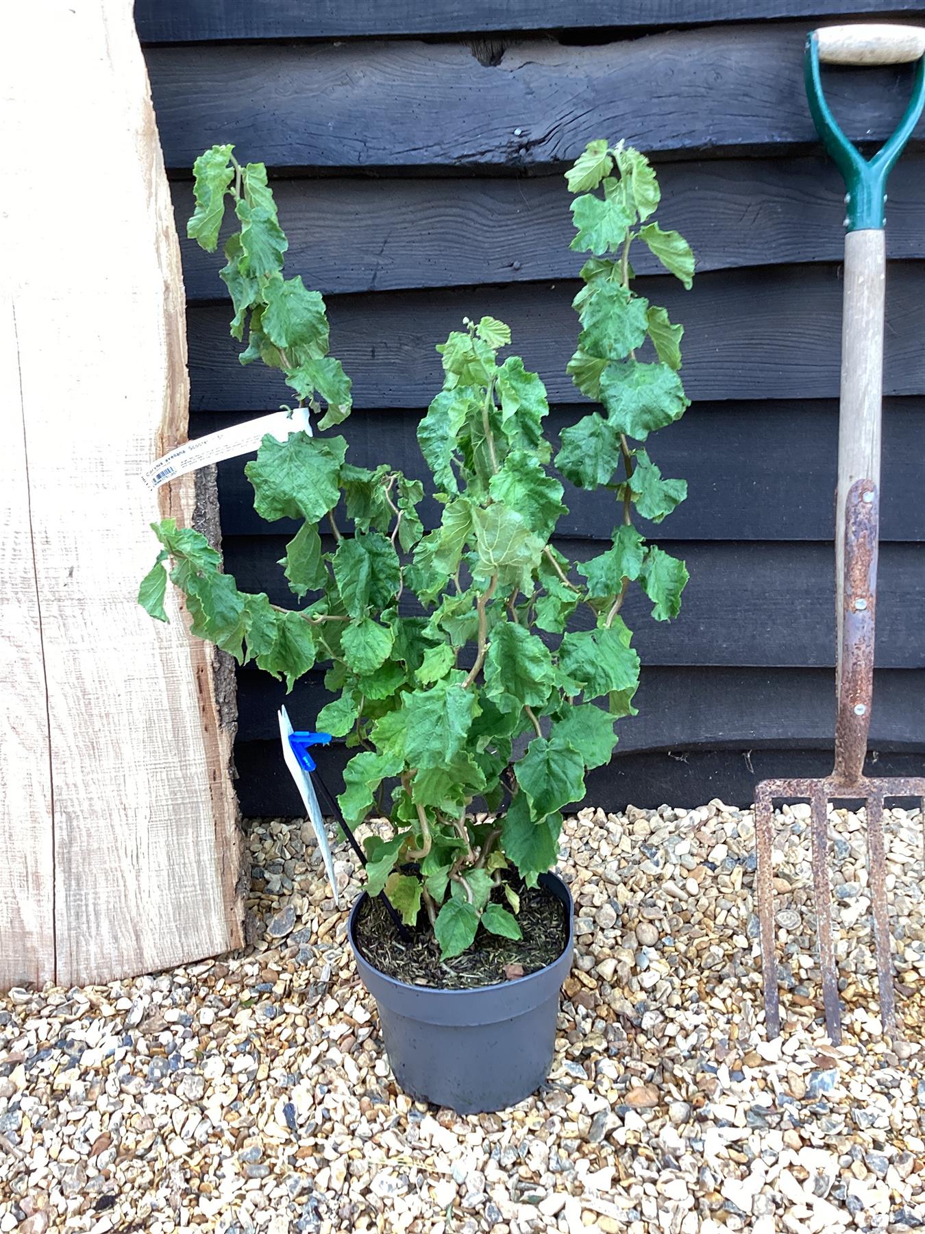 Corylus avellana 'Scooter' | Dwarf Corkscrew Hazel Scooter - 70-100cm, 12lt