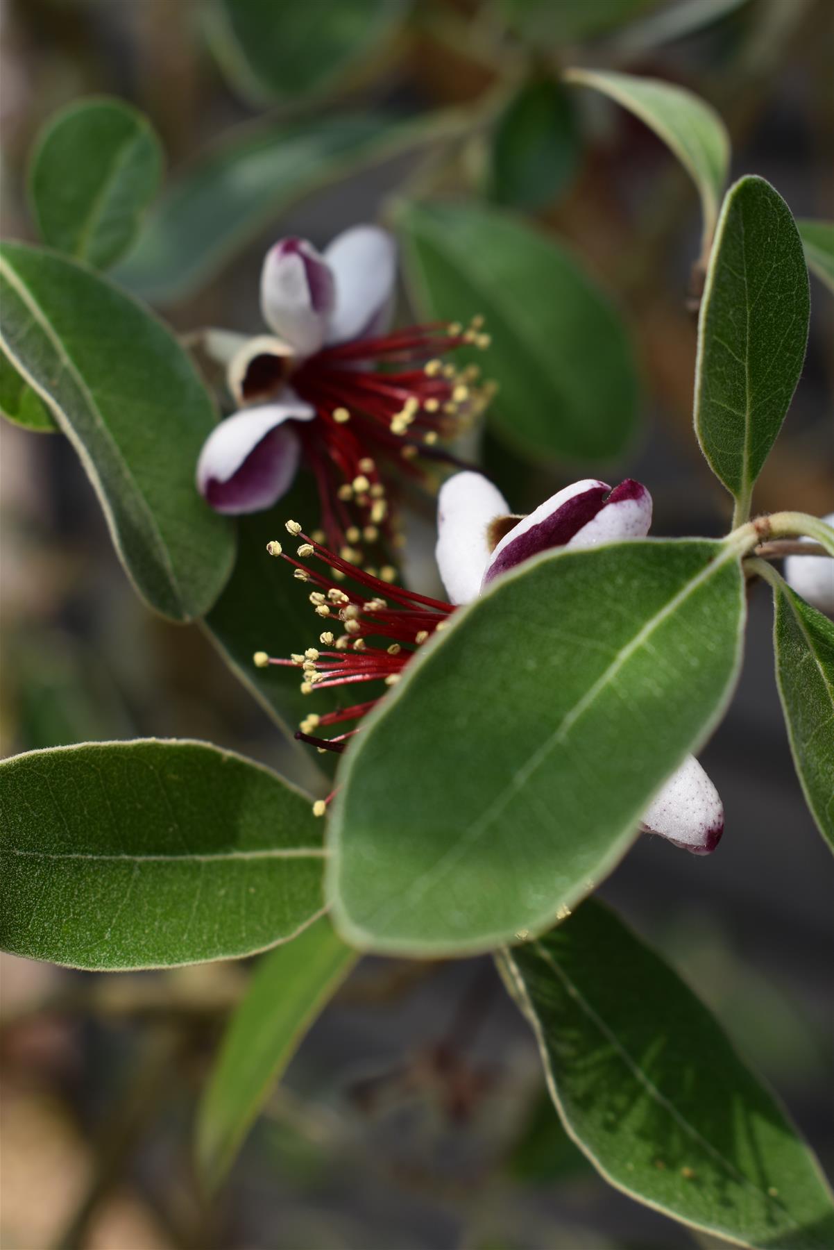 Feijoa (acca) sellowiana - Shrub - 230-240cm - 90lt