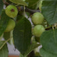 Malus 'Golden Hornet' | Flowering Crab Apple Tree, Clear Stem - Girth 8-10cm - Height 280-300cm - 70lt