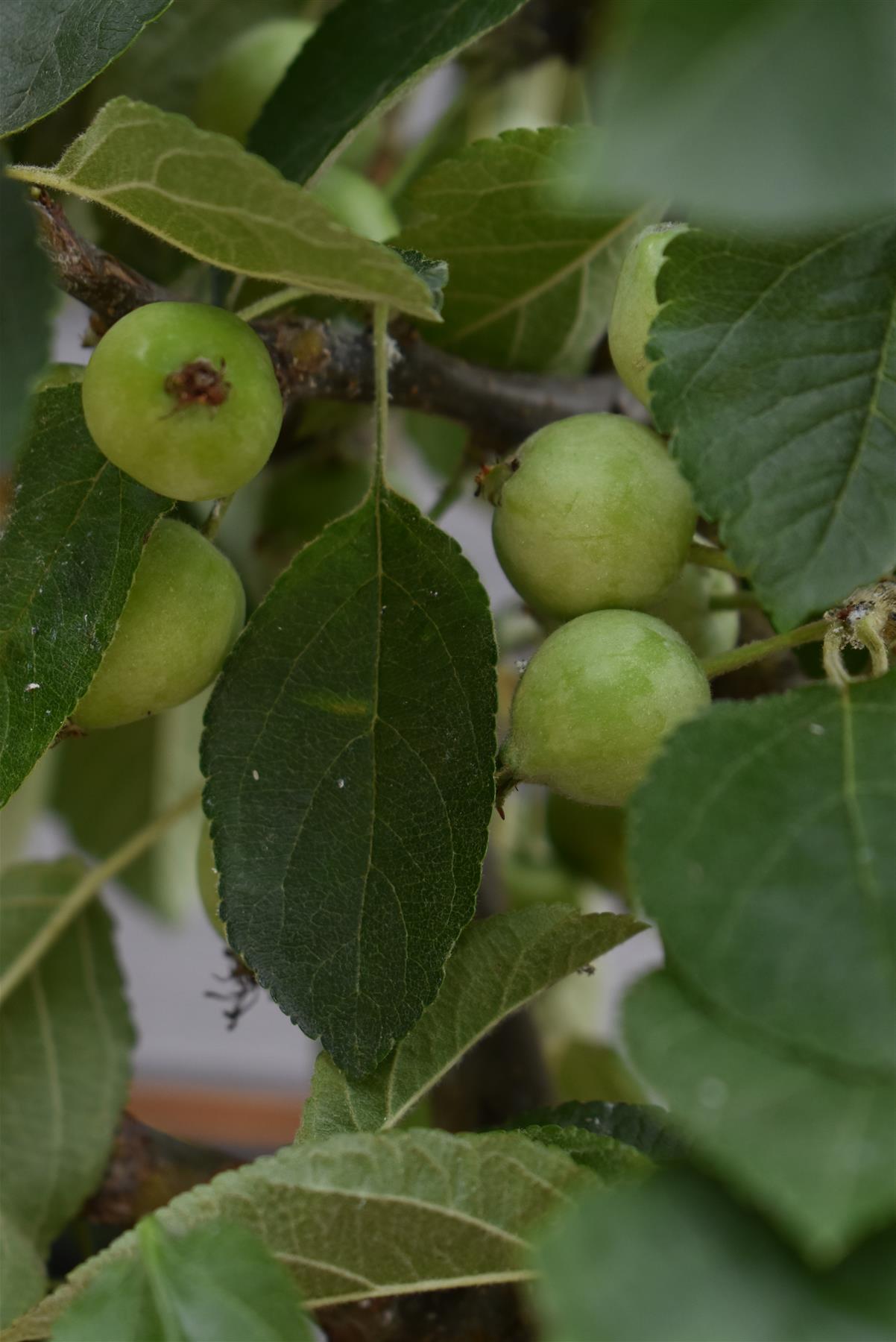 Malus 'Golden Hornet' | Flowering Crab Apple Tree, Clear Stem - Girth 8-10cm - Height 280-300cm - 70lt