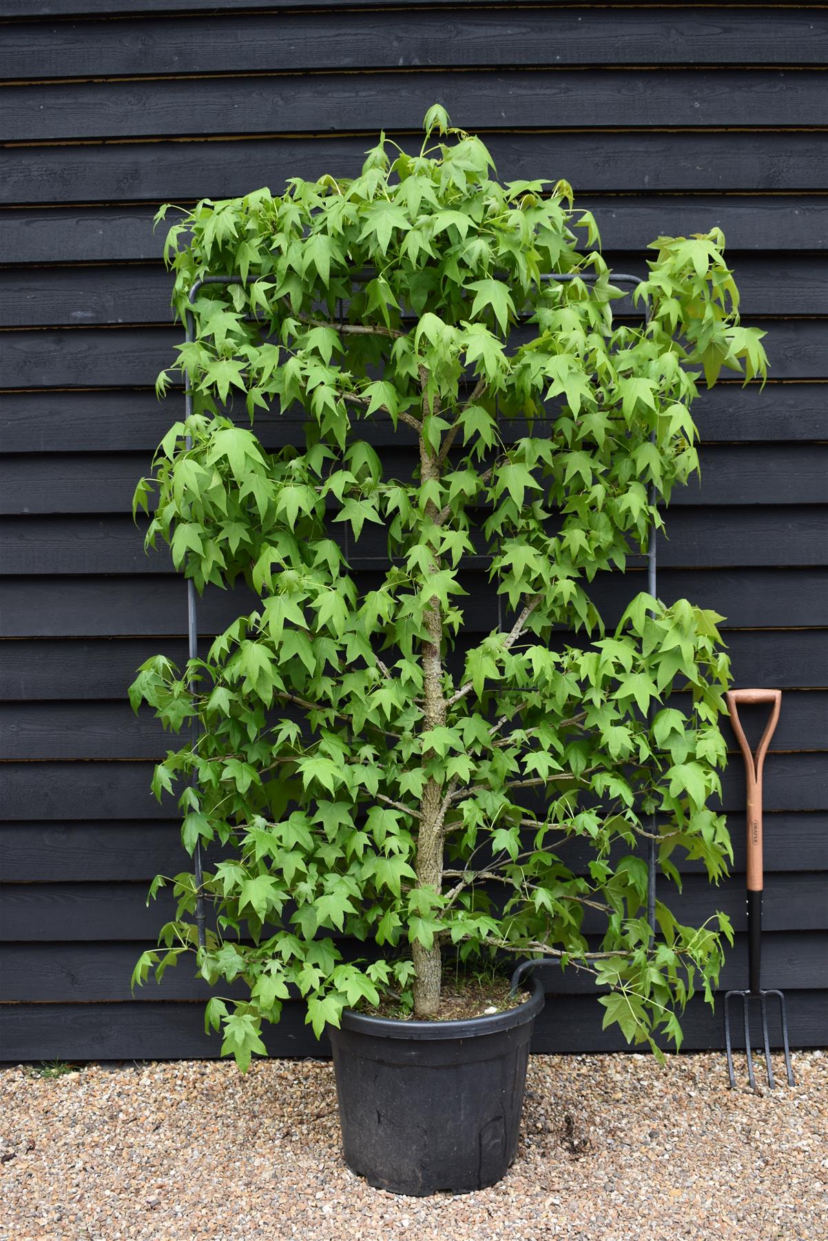 Liquidambar styraciflua | Sweet Gum Tree - Frame - 200-210cm, 55lt