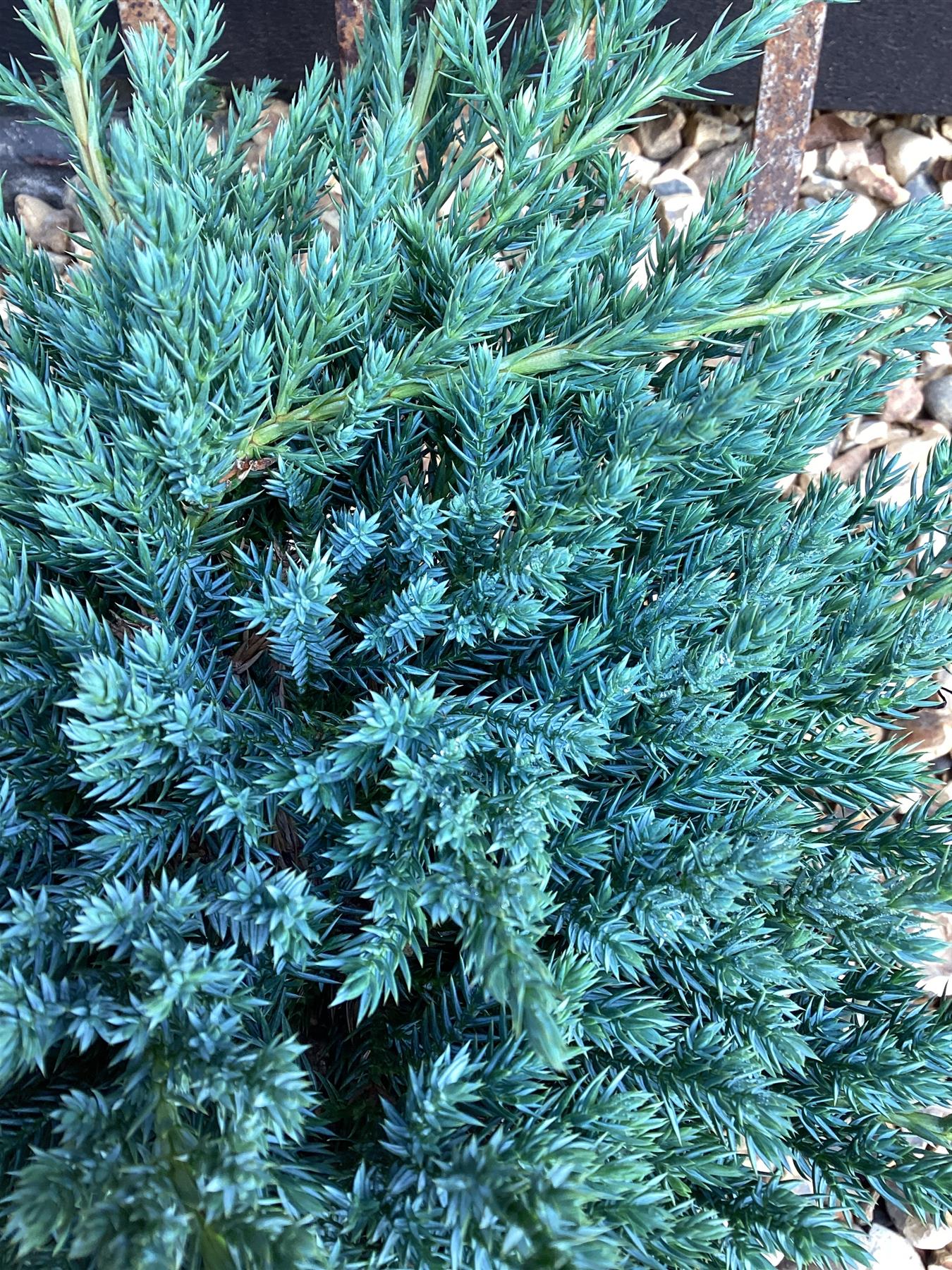 Juniperus squamata 'Blue Carpet' - 40-50cm, 2lt