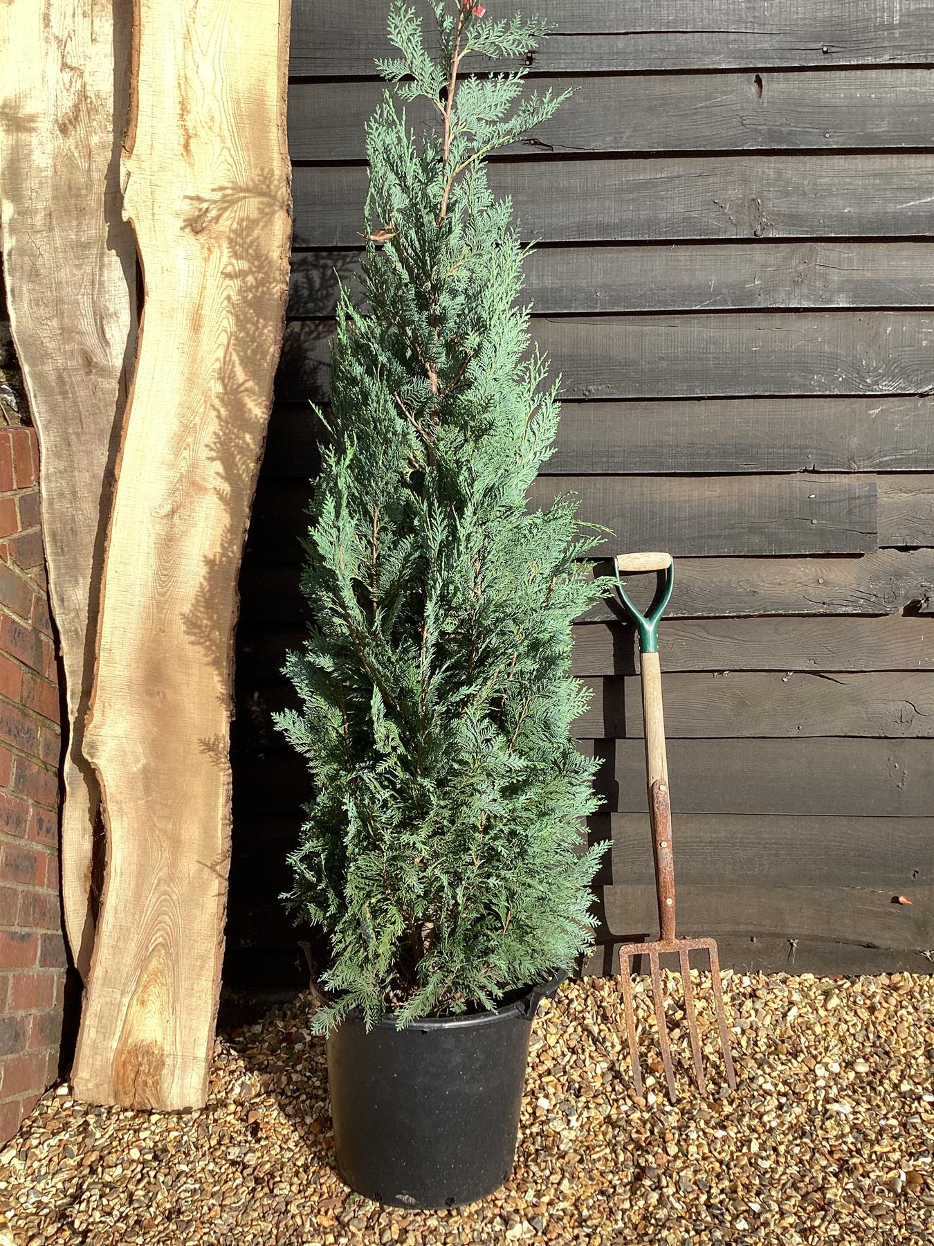 9x Chamaecyparis lawsoniana 'Columnaris' | False Cypress - 120-130cm - 20lt