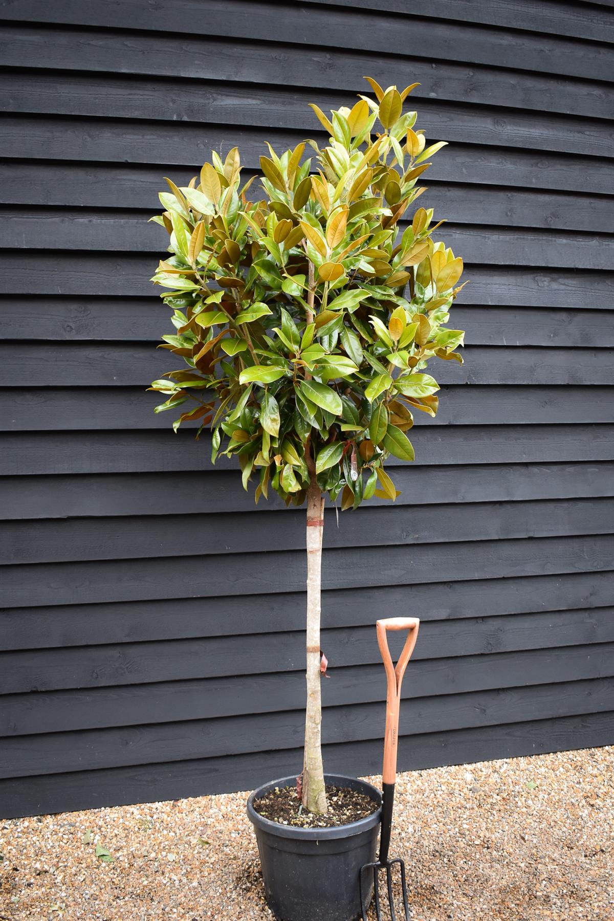 Magnolia grandiflora | Evergreen magnolia - Half Standard - Clear Stem 150cm - Height 200-220cm - 35lt