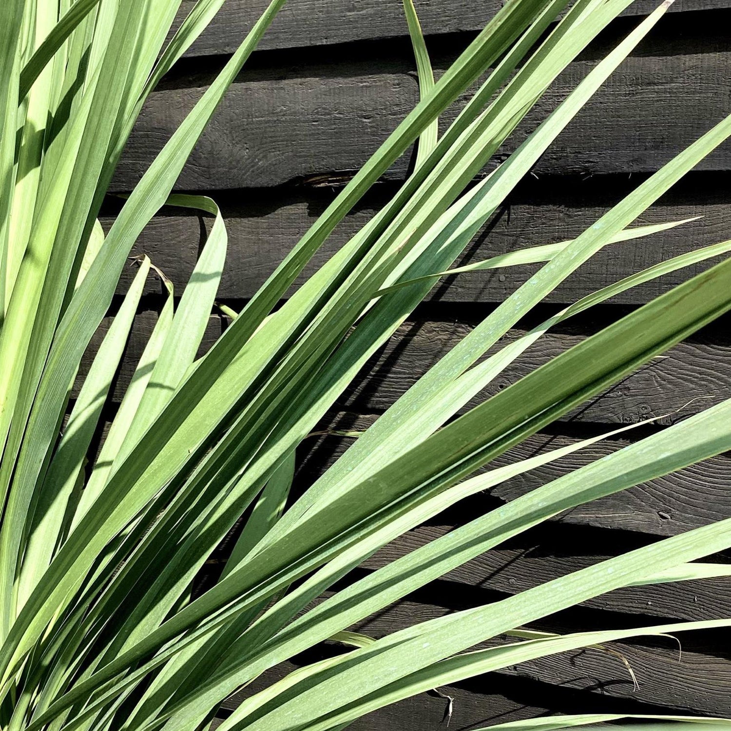 Cordyline australis (cabbage palm) - Height 160-190cm - 30lt