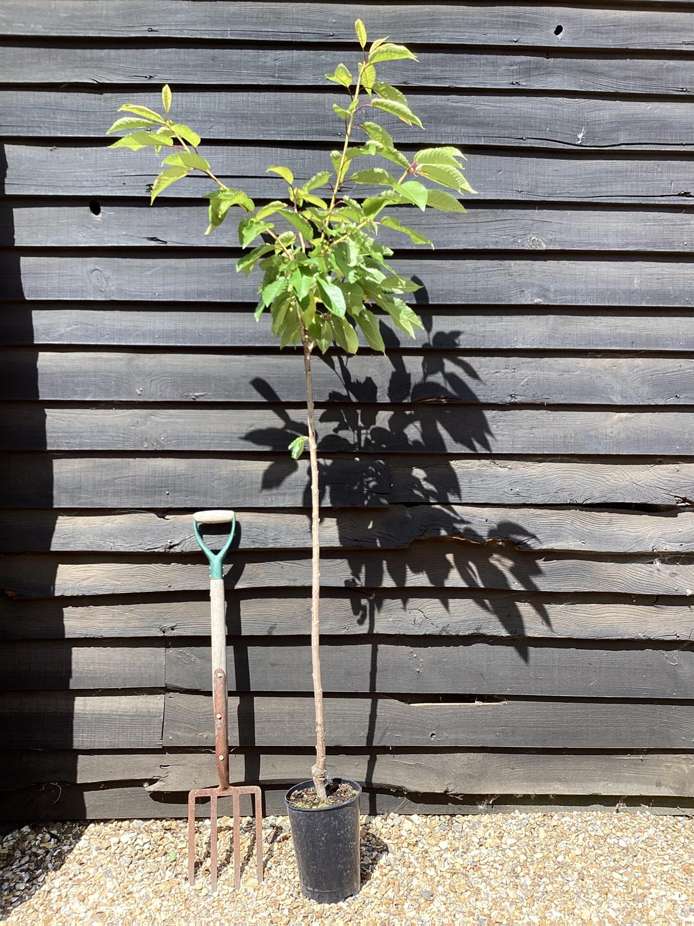 Cherry tree 'Van' | Prunus avium 'Van' - 100-120cm - 10lt