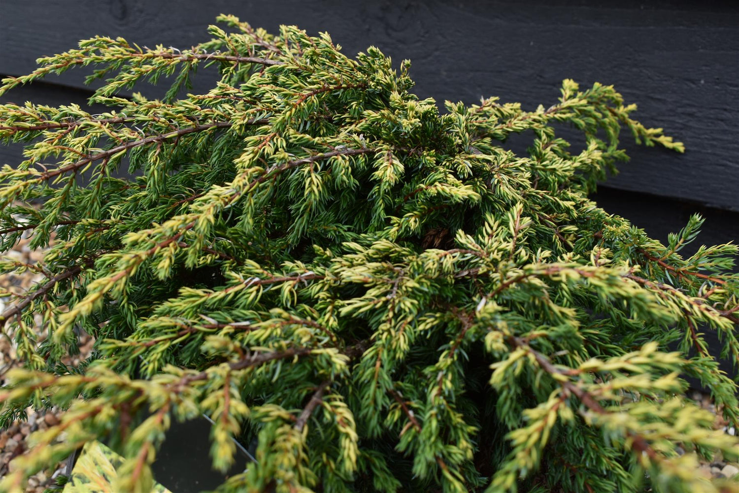 Juniperus communis 'Goldschatz' - Width 40-50cm - Height 15-20cm - 7.5lt