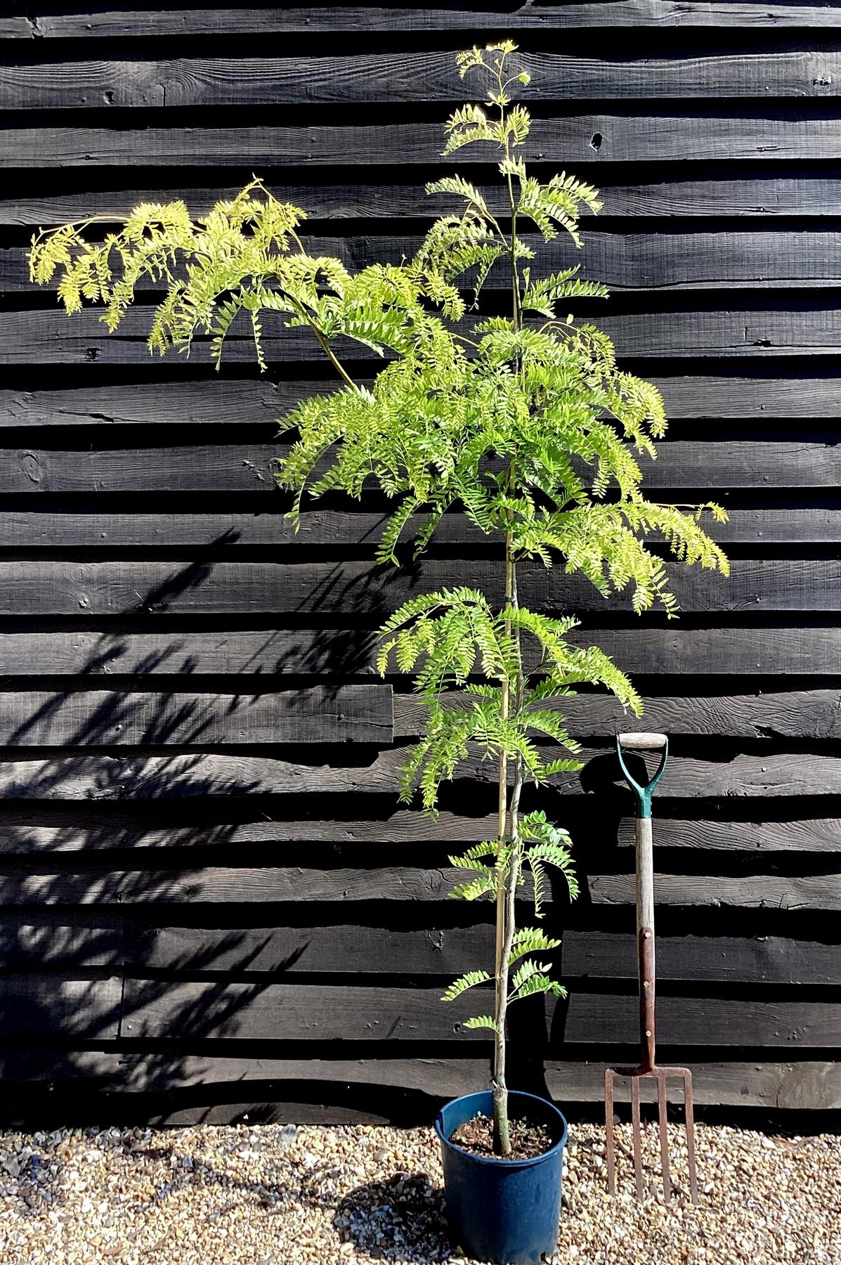 Gleditsia triacanthos Sunburst | Honey Locust 'Sunburst' - Height 140-180cm, 10lt